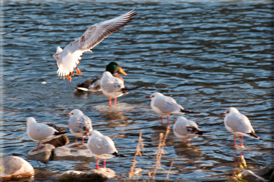 foto Lungo il Fiume Brenta